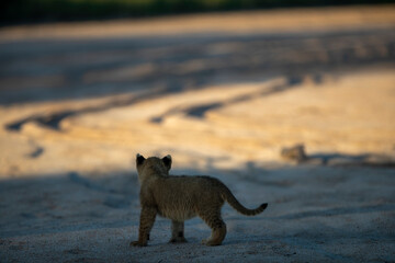 lion cub in the river bed
