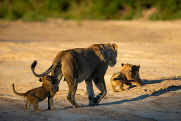 lioness and cub 
in the savannah