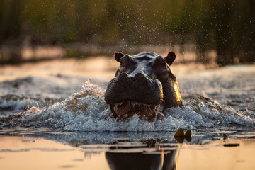 Hippopotamus in the water at sunset