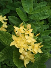 beautiful yellow flowers
