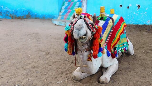 Camel on the street of Sharm El Sheikh old town in Egypt