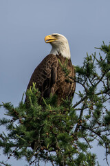 american bald eagle