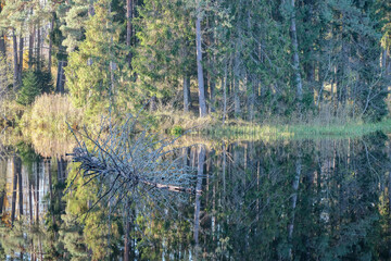 dry pine tree fallen in river