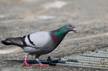 Portrait of lovely colorful curious Columba livia aka pigeon (rock or domestic). Pigeon is walking on the bank of Becva river in Roznov pod Radhostem. Marked by rings on both legs.	