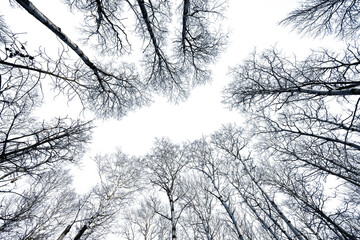 Panoramic view of a winter forest scene with large spruce trees on the left, a marsh in the center, and smaller spruce on the right. The sky has been removed.. The setting sun can be seen through the 