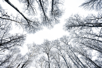 Panoramic view of a winter forest scene with large spruce trees on the left, a marsh in the center, and smaller spruce on the right. The sky has been removed.. The setting sun can be seen through the 