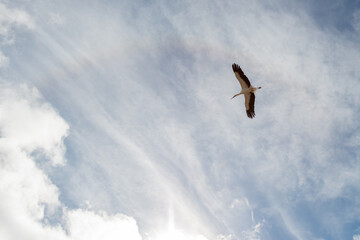 White stork flying to the left