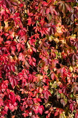 Autumn foliage mood photo. Fence overgrown with bush with colorful leaves. Czech republic nature.