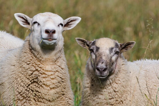 Laughing sheep. Domestic sheep couple close-up portrait on the pasture. Funny animal photo. Small farm in Czech republic countryside. Sunny day in early Autumn.