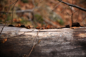 Veins of a trunk without bark against the reddish colors of the autumn forest, Monte Amiata, Tuscany, Italy