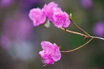 Close-up of a flowering branch of pink azalea in the spring. Azalea garden close-up. Pink rhododendron flower.