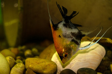 Aqurium scalaria fish swim in a home aquarium. The fish is orange-black-gray. Angelfish-Latin name
