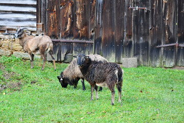 Schafe vor einem alten Scheunentor