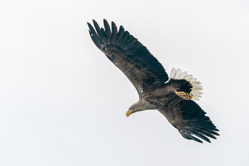 Beautiful White Tailed Eagle (Haliaeetus albicilla) in flight. Also known as the ern, erne, gray eagle, Eurasian sea eagle and white-tailed sea-eagle. Flies above the oder delta in Poland, Europe.    