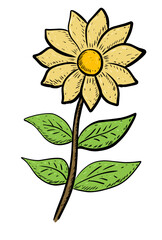 sunflower isolated on white background