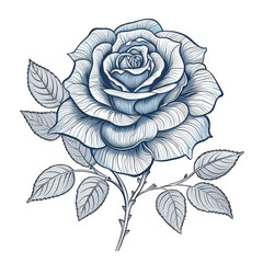 Vintage sketched blue rose isolated on white background, transparent. Cottagecore illustration