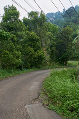 The Narrow, Worn Path Weaving Amidst Green Forests, Suitable for Just One Car