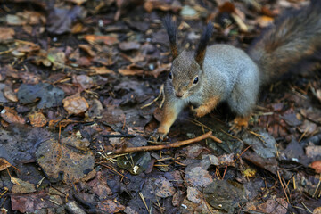 squirrel in the park