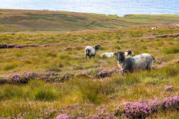 Granuaile Loop Walk Trail cover by flowers, vegetation and some sheeps