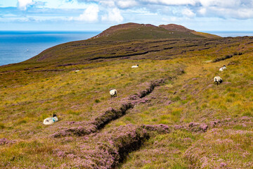 Granuaile Loop Walk Trail cover by flowers, vegetation and some sheeps