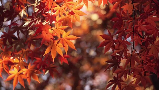 夕日で輝く紅葉したモミジ