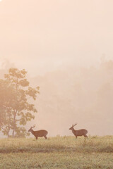 Deer in the morning mist at Khao Yai National Park, Thailand