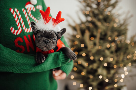 Funny gray puppy french bulldog on hands dressed Xmas clothing at home holiday setting