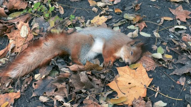 Dead squirrel lies on the ground in an autumn park or forest surrounded by yellow leaves