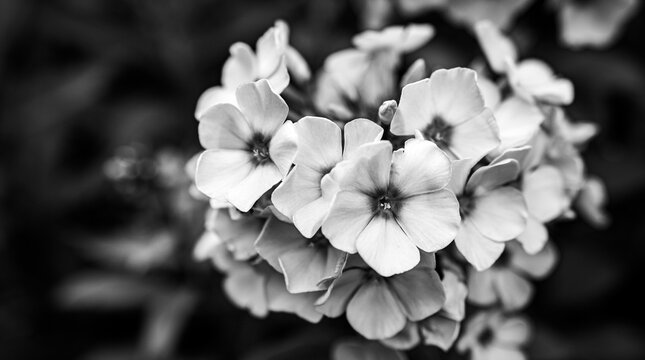 czarno - białe kwiaty