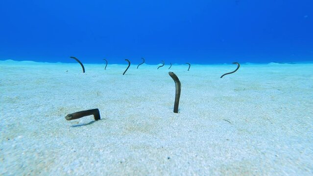 Garden eels in sandy bottom