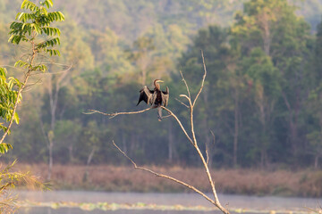 Great Cormorant on a branch in the wild, Thailand.