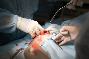 A professional veterinary surgeon performs sterilization surgery on a pet. In veterinary surgery,...