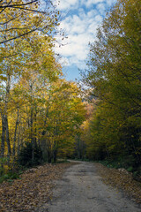 Fototapeta premium Dirt road in the autumn forest. Colorful landscape with beautiful enchanted trees with orange and red leaves in autumn. Mystical forest in autumn.