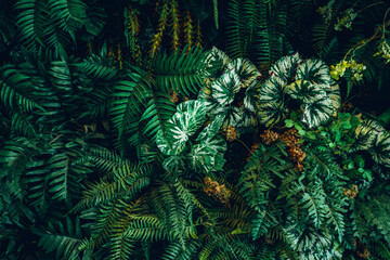 Close up group of background tropical green leaves texture and abstract background. Tropical leaf nature concept..