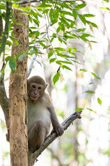 Monkey in the forest of Khao Yai National Park, Thailand