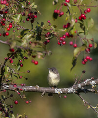 Eastern Phoebe on a branch with red berries