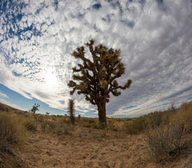 Joshua Tree in the Mojave Desert