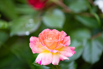 Mixed colorful flowers background