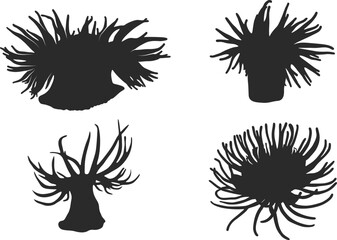 Sea anemone silhouette,  Sea anemone vector illustration, Sea anemone svg, Sea anemone clipart.