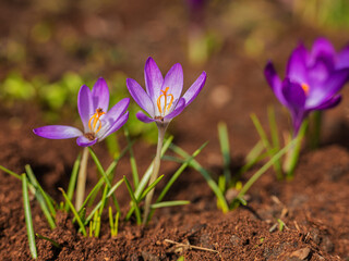 Mixed colorful flowers Nature background