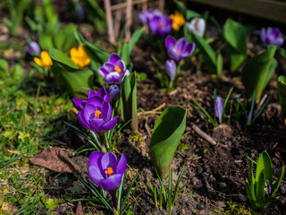 Mixed colorful flowers Nature background