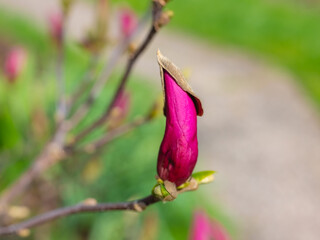 Mixed colorful flowers Nature background