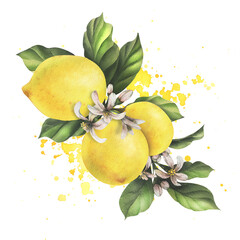 Lemons are yellow, juicy, ripe with green leaves, flower buds on the branches, whole. Watercolor, hand drawn botanical illustration. Isolated object on a white background