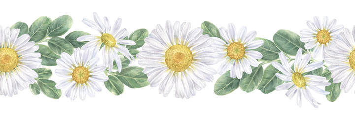 Chamomile Flower seamless Border. Watercolor botanical illustration of Daisy. Hand drawn white chamomilla on isolated background. Marguerite bouquet drawing. Painting of floral herb - obrazy, fototapety, plakaty