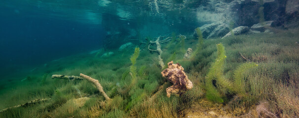 Underwater Scene in a lake. British Columbia, Canada - obrazy, fototapety, plakaty
