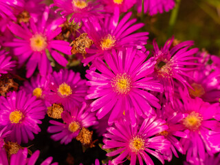 Mixed colorful flowers Nature background