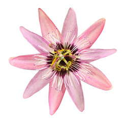 Fleur de Passiflore rose