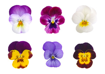 Fleurs de Viola cornuta de différentes couleurs
