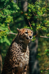 cheetah in the grass