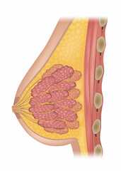 Anatomy of the female breast side and front view. Milk ducts and Breast Lobules. Mammary Gland. Internal healthy ducts, lobe, nipple, areola